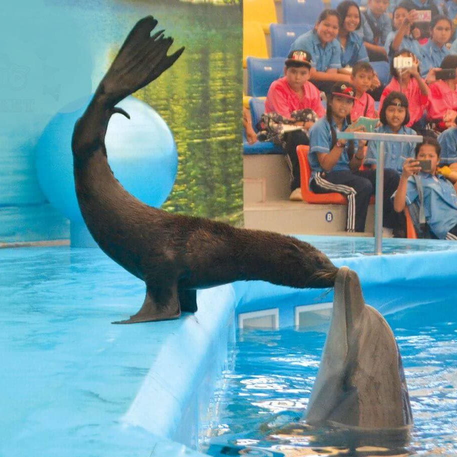 Dolphins Show Phuket