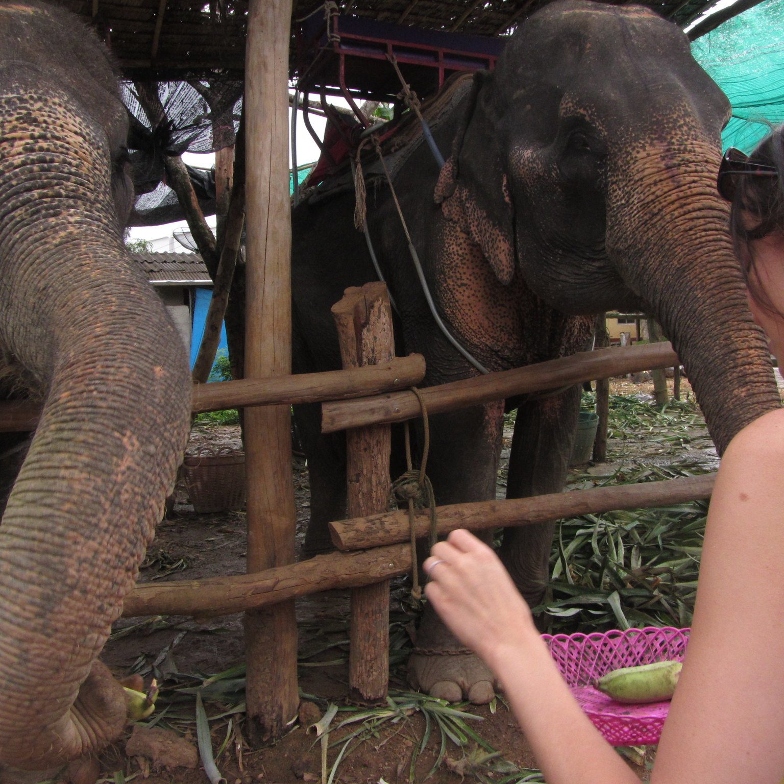 Phuket Getting around Chill