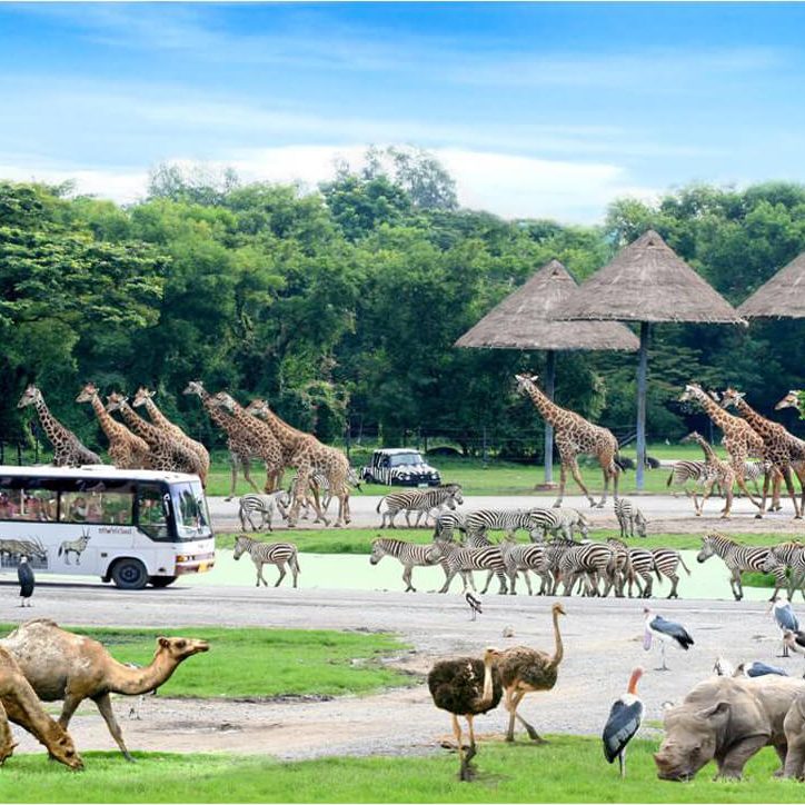Safari World with Marine Park Bangkok Tour