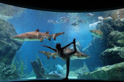 Siam Ocean World (Aquarium + 5D Theatre, No Transfer)