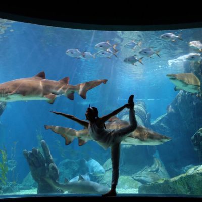 Siam Ocean World (Aquarium + 5D Theatre, No Transfer)