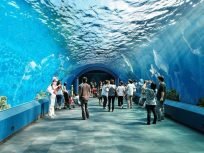 Phuket City Tour Siam Ocean World (Aquarium + 5D Theatre, No Transfer)