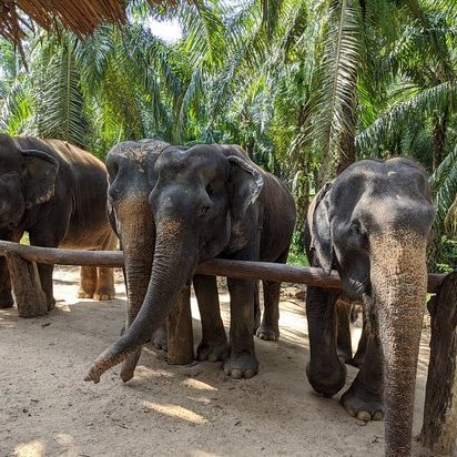 White Water Rafting Phang Nga 2 in 1 from Phuket Package B