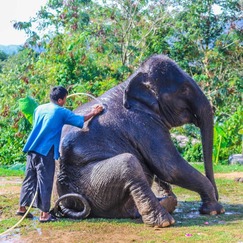Phuket Island Safari