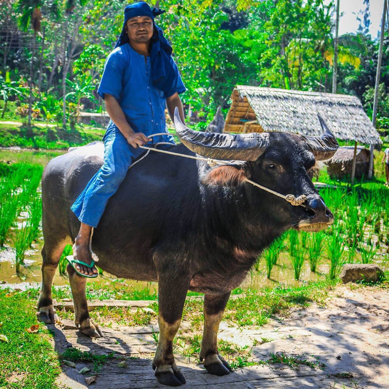 Phuket Island Safari