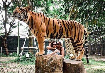 Tiger Kingdom Phuket - Big Tiger