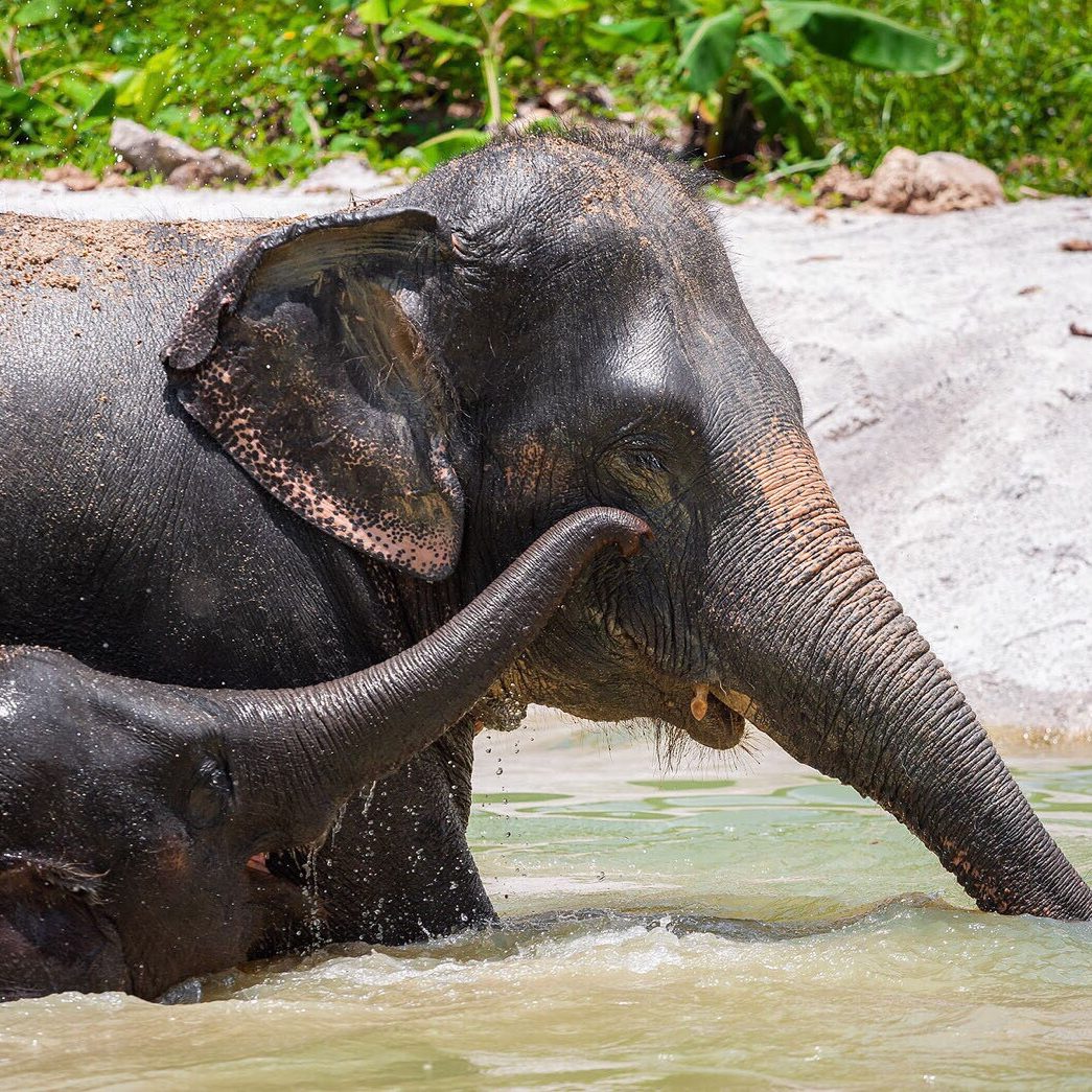Phuket Elephant Sanctuary