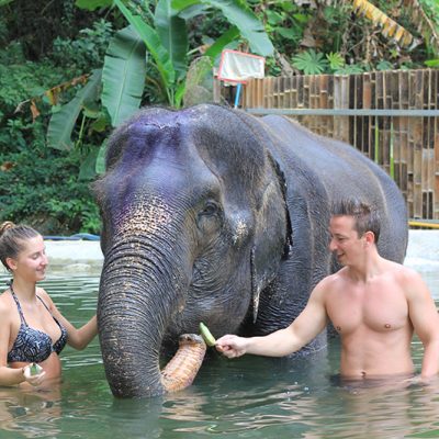 Phuket Elephant care programs