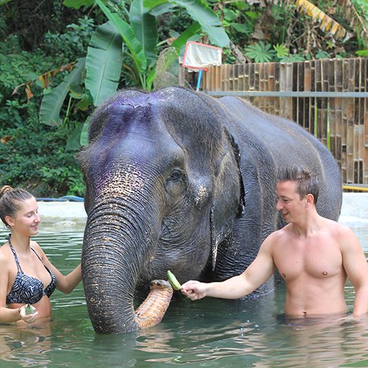 Phuket Elephant care programs