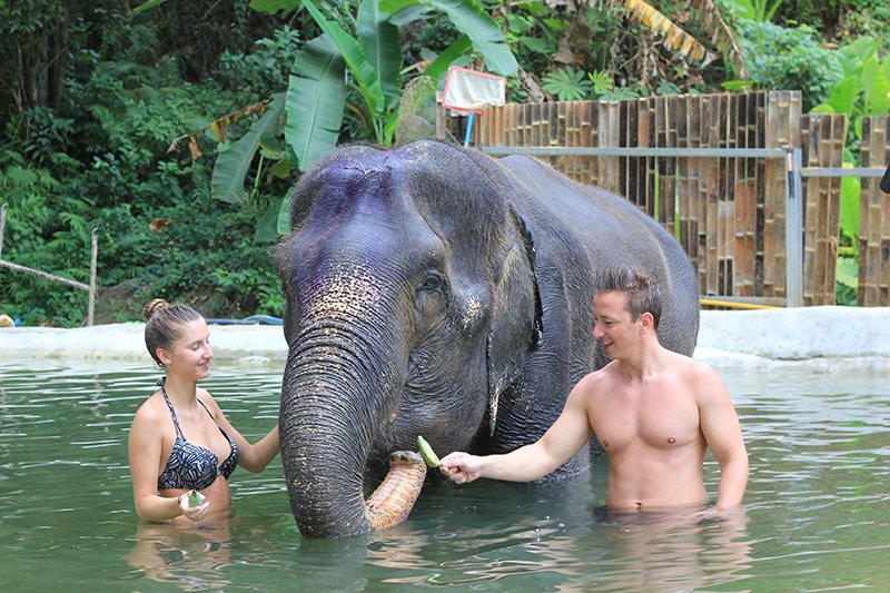 Phuket Elephant care programs