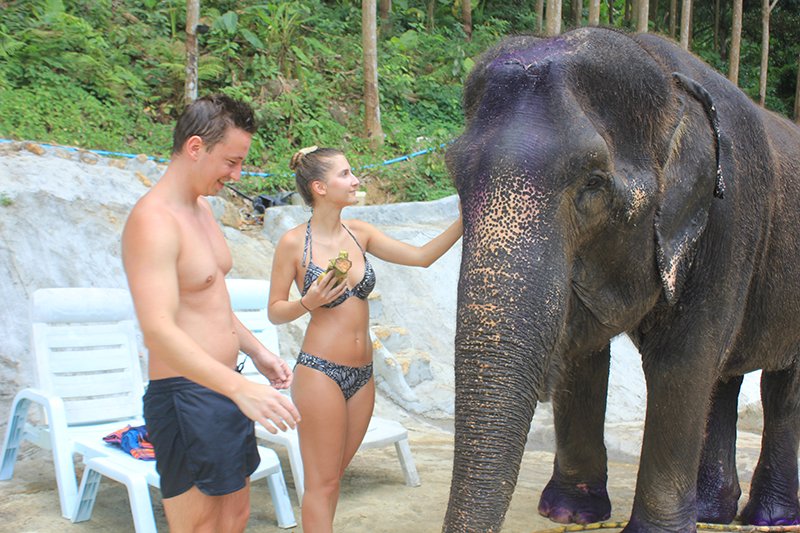 Elephant