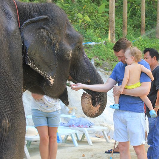 Phuket Elephant care programs