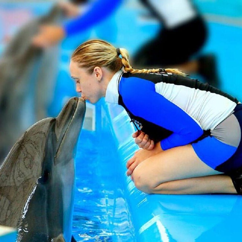 Dolphins Show Phuket